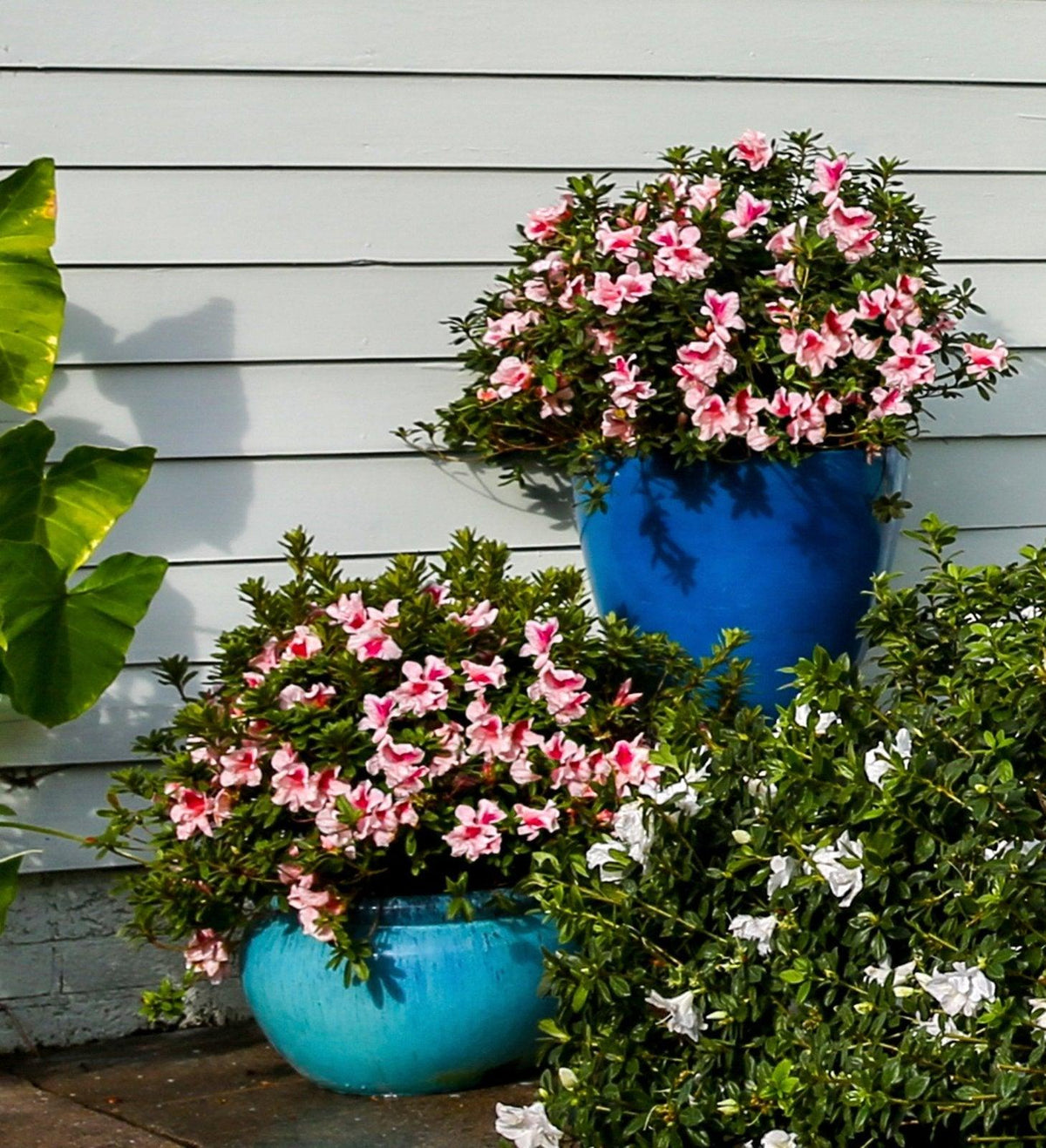 Azalea 'autumn Chiffon Encore' - View 2 from www redcrocus com