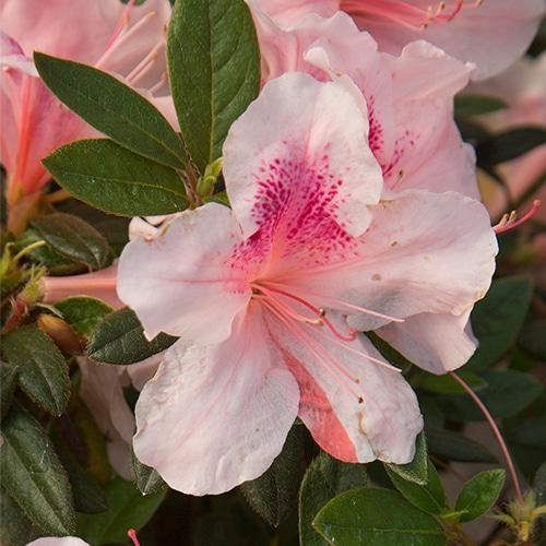 Azalea 'autumn Chiffon Encore' - View 30 from www redcrocus com