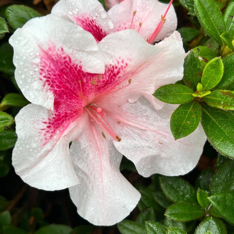 Azalea 'autumn Chiffon Encore' - View 31 from www redcrocus com