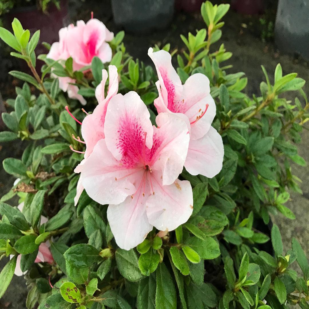 Azalea 'autumn Chiffon Encore' - View 33 from www redcrocus com