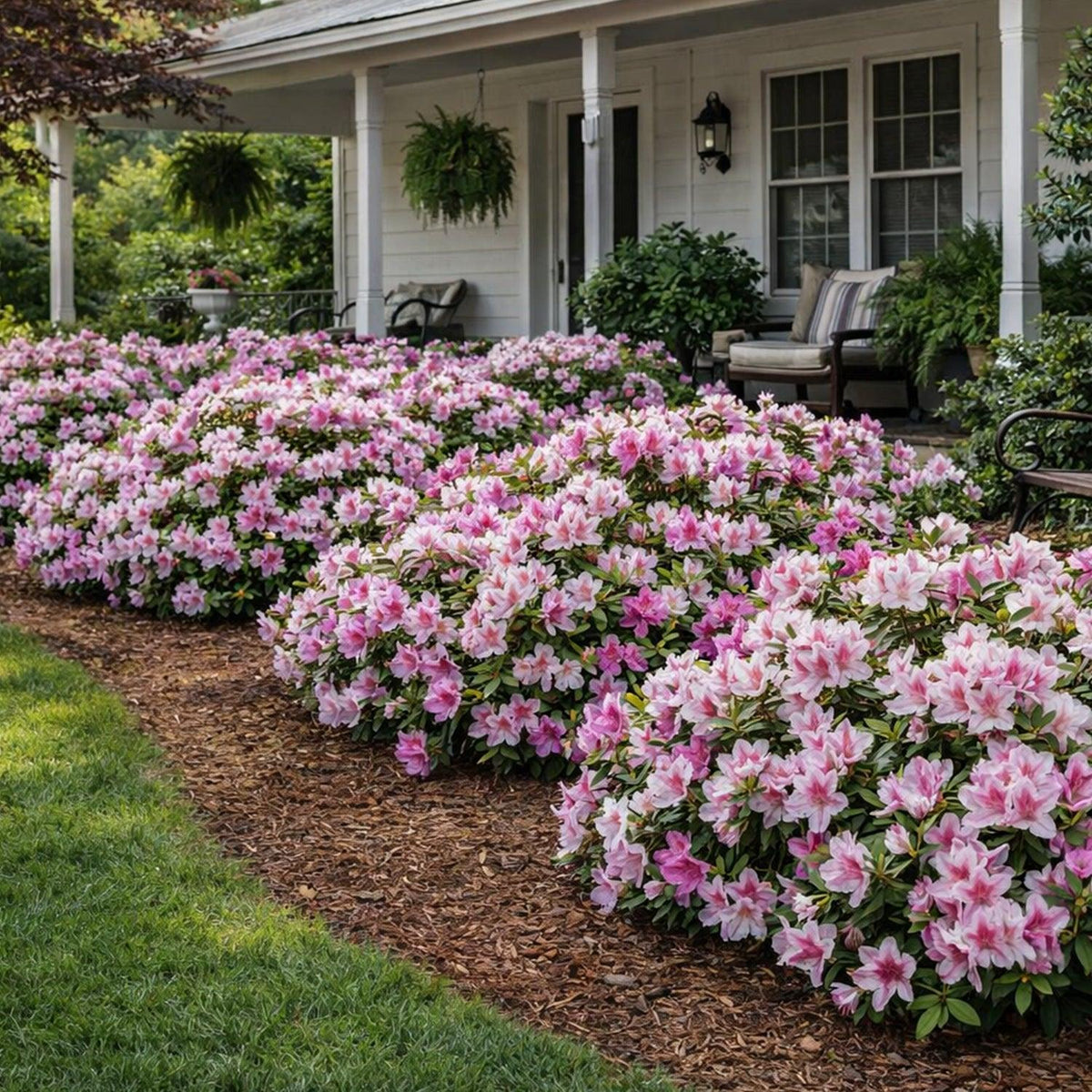 Azalea 'autumn Chiffon Encore' - View 4 from www redcrocus com