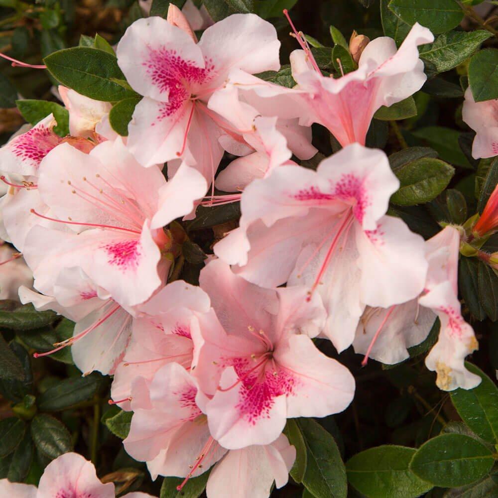 Azalea 'autumn Chiffon Encore' - View 5 from www redcrocus com