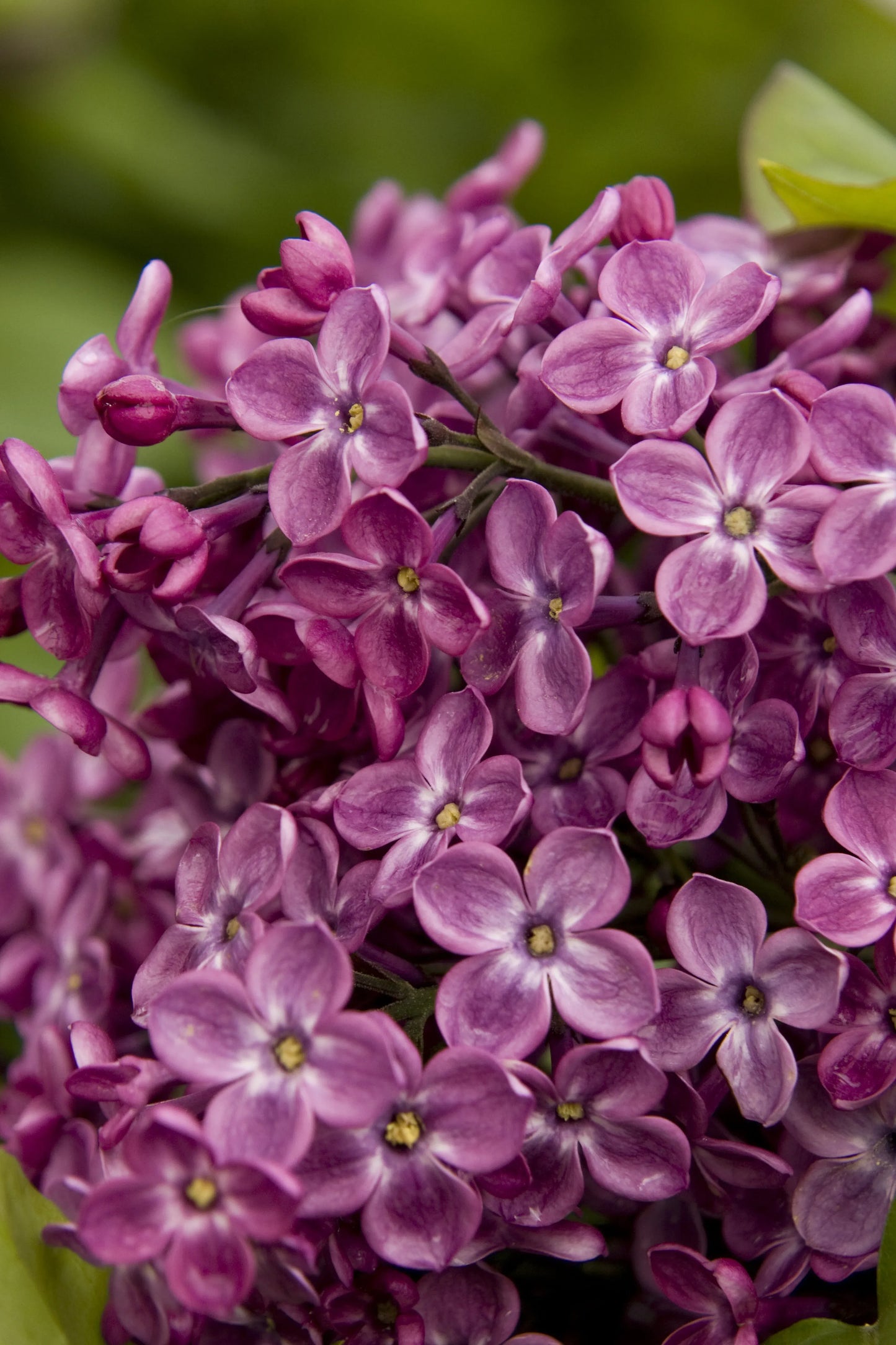 Syringa X Hyacinth 'declaration' - View 10 from www redcrocus com