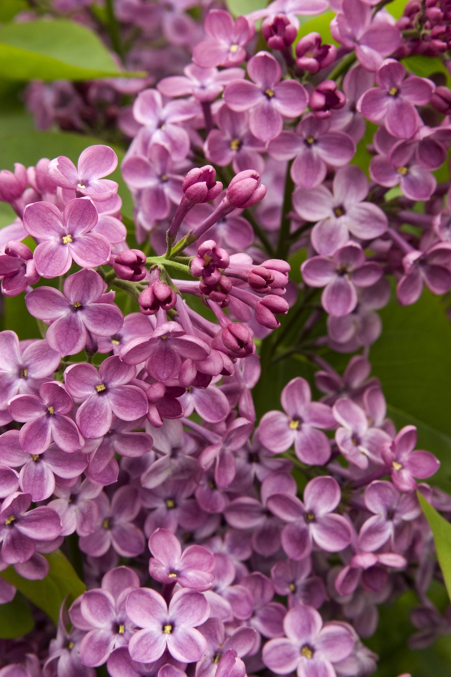 Syringa X Hyacinth 'declaration' - View 11 from www redcrocus com