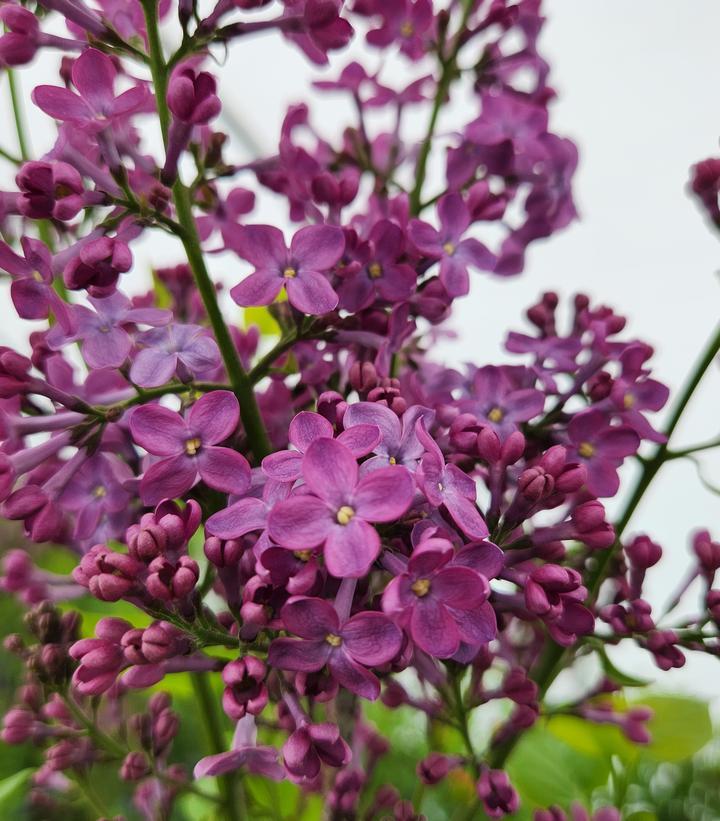 Syringa X Hyacinth 'declaration' - View 12 from www redcrocus com