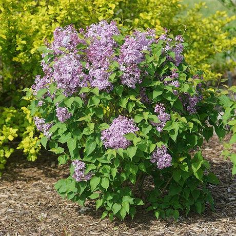Syringa X Hyacinth 'declaration' - View 15 from www redcrocus com