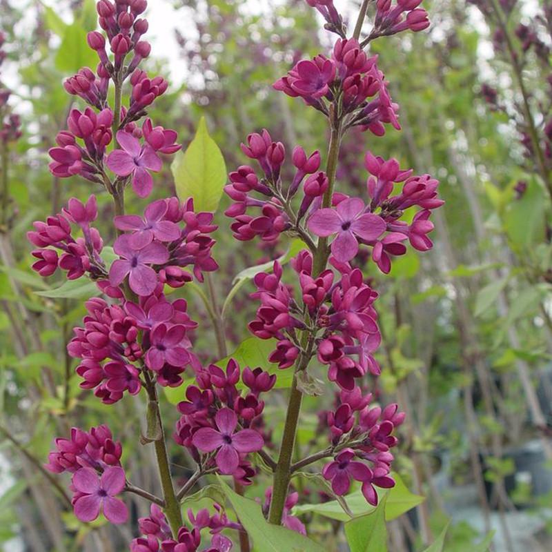 Syringa X Hyacinth 'declaration' - View 16 from www redcrocus com