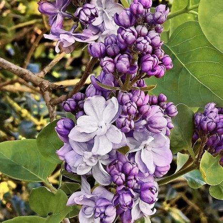 Syringa X Hyacinth 'declaration' - View 17 from www redcrocus com