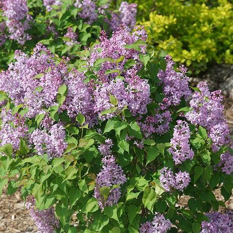 Syringa X Hyacinth 'declaration' - View 19 from www redcrocus com