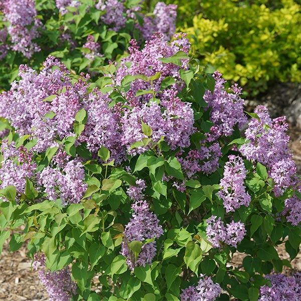 Syringa X Hyacinth 'declaration' - View 22 from www redcrocus com