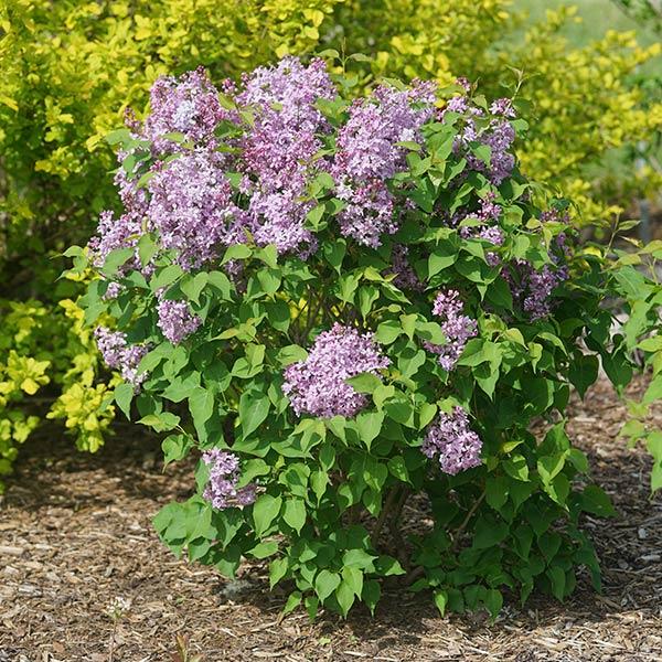 Syringa X Hyacinth 'declaration' - View 24 from www redcrocus com