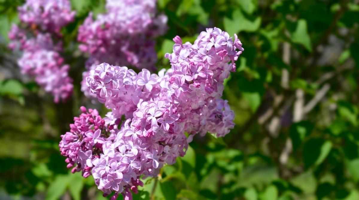 Syringa X Hyacinth 'declaration' - View 26 from www redcrocus com