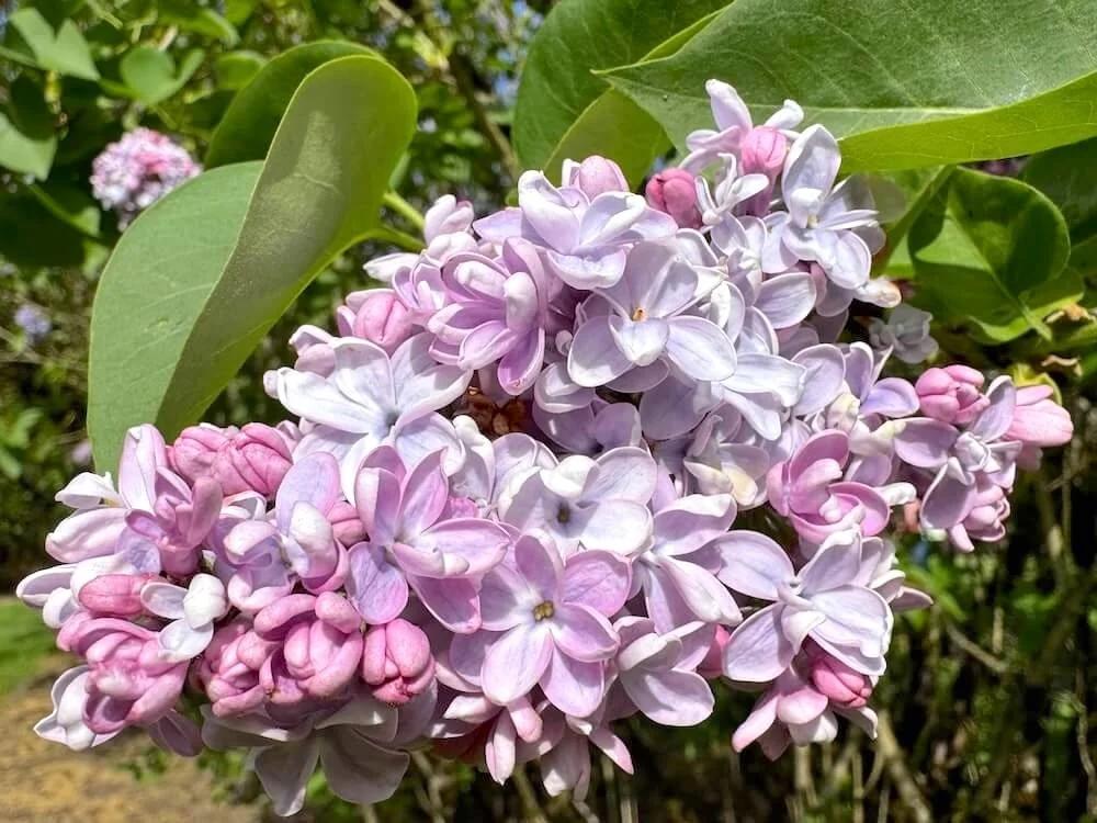 Syringa X Hyacinth 'declaration' - View 29 from www redcrocus com