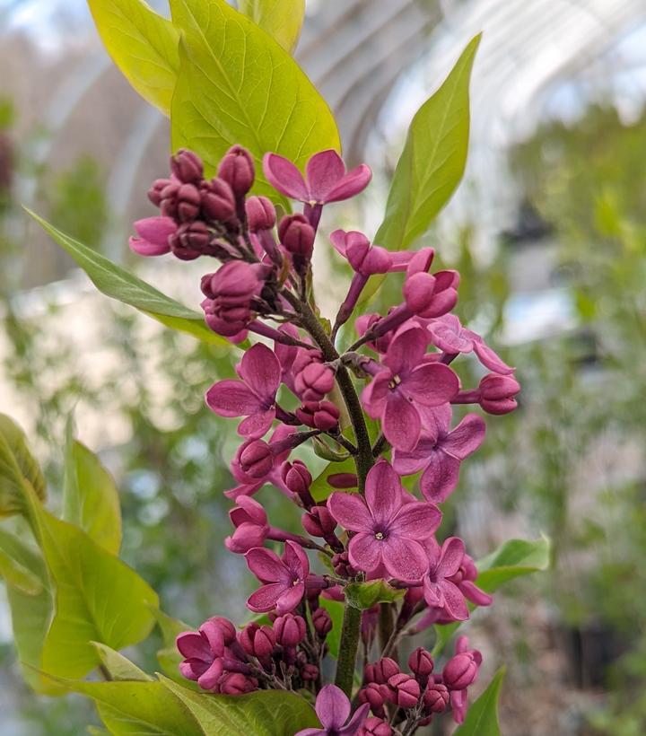 Syringa X Hyacinth 'declaration' - View 2 from www redcrocus com