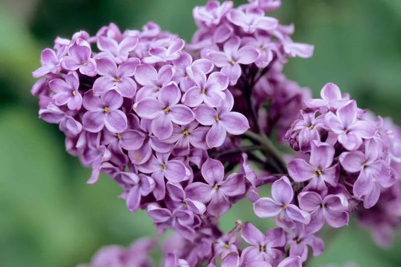 Syringa X Hyacinth 'declaration' - View 3 from www redcrocus com