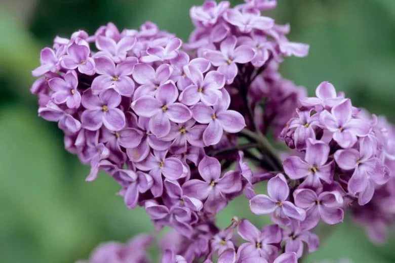 Syringa X Hyacinth 'declaration' - View 4 from www redcrocus com