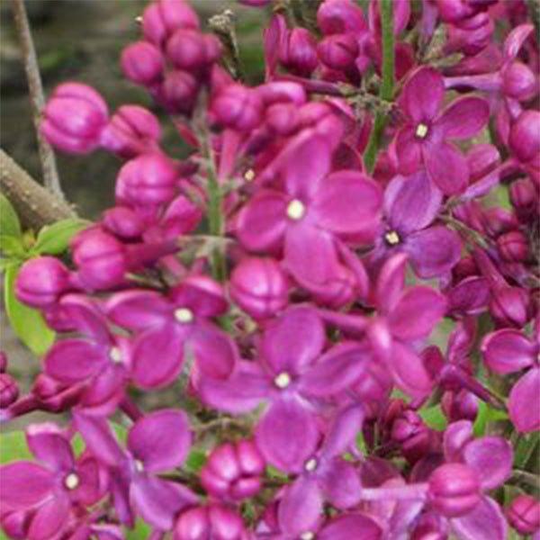 Syringa X Hyacinth 'declaration' - View 5 from www redcrocus com