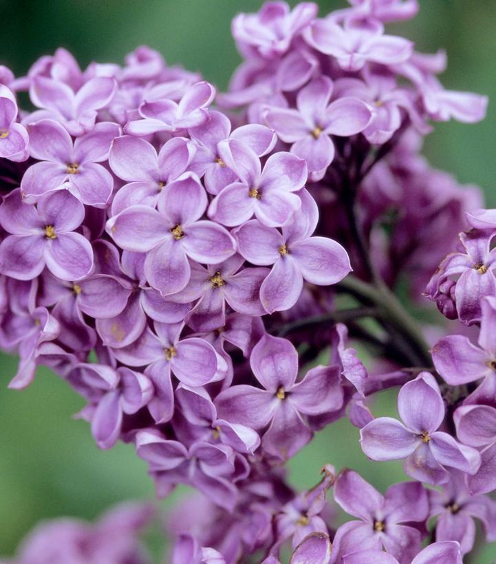 Syringa X Hyacinth 'declaration' - View 7 from www redcrocus com