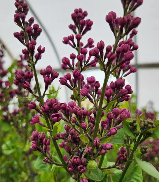 Syringa X Hyacinth 'declaration' - View 8 from www redcrocus com