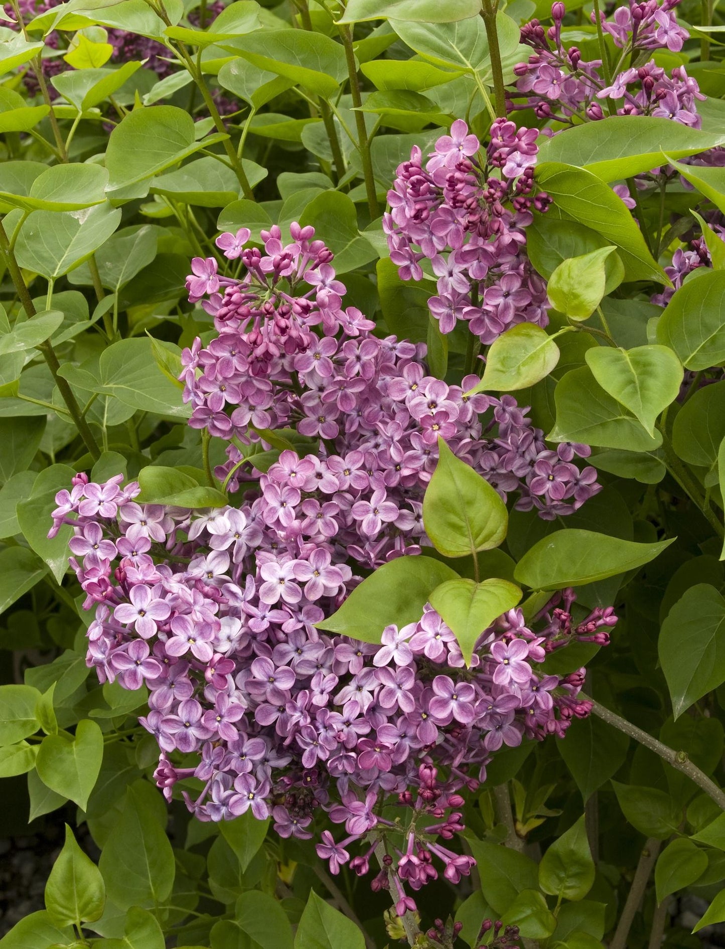 Syringa X Hyacinth 'declaration' - View 9 from www redcrocus com