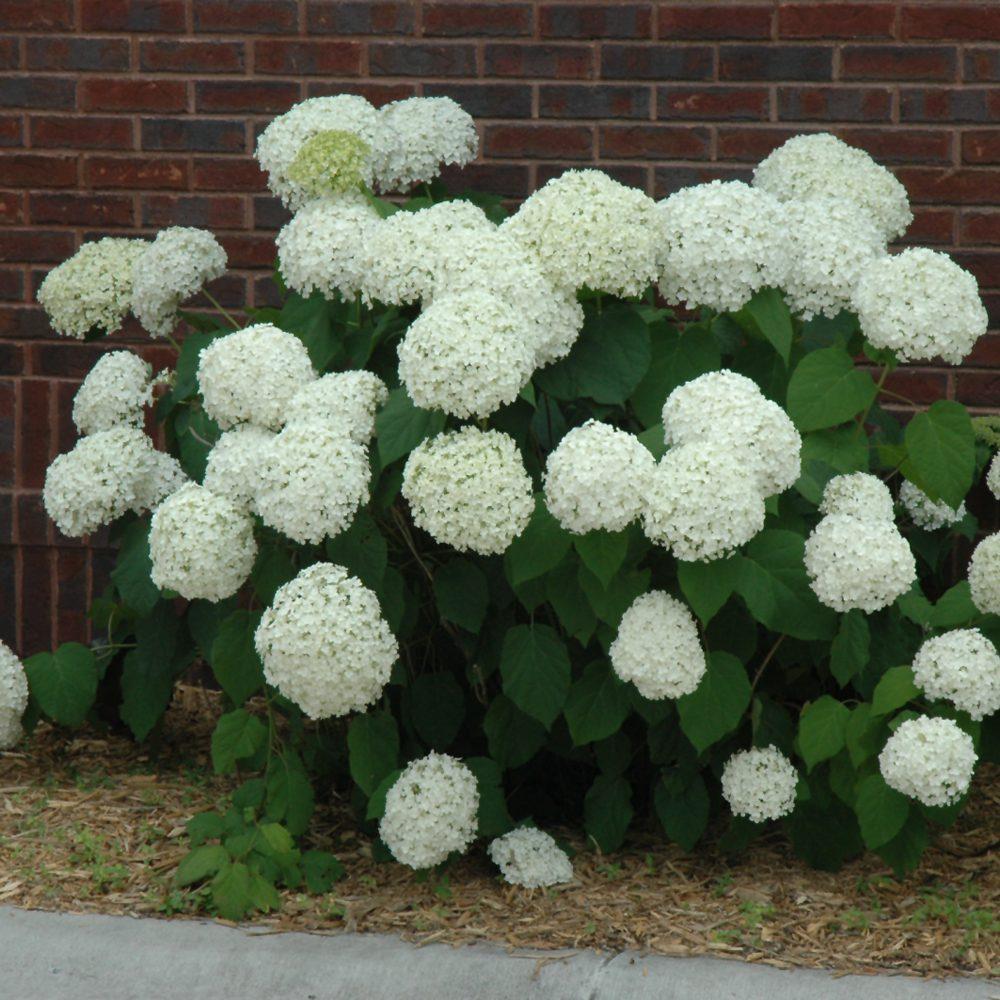 Hydrangea Arborescens 'incrediball' - View 13 from www redcrocus com