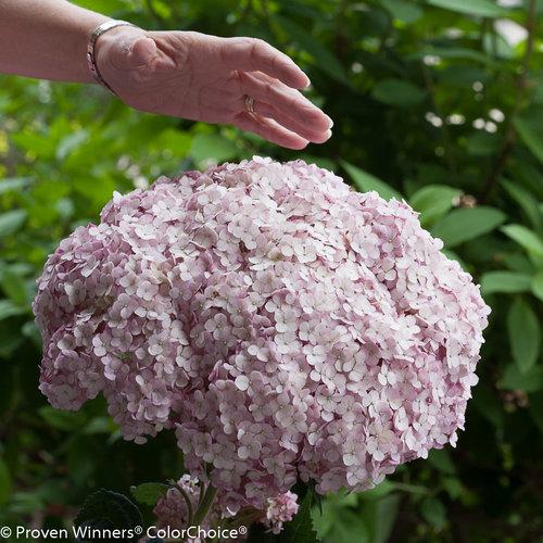 Hydrangea Arborescens 'incrediball' - View 14 from www redcrocus com