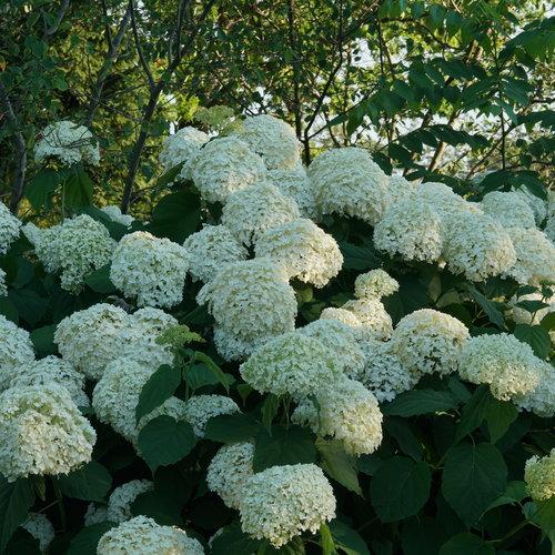 Hydrangea Arborescens 'incrediball' - View 15 from www redcrocus com