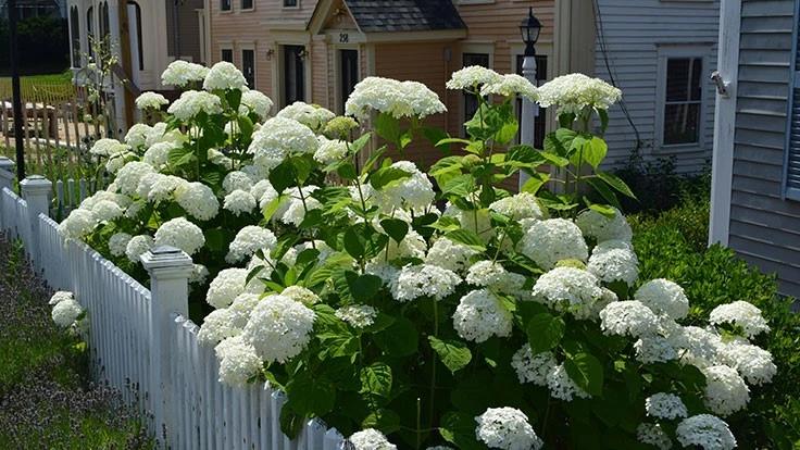 Hydrangea Arborescens 'incrediball' - View 16 from www redcrocus com