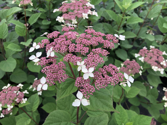 Hydrangea Arborescens 'incrediball' - View 18 from www redcrocus com