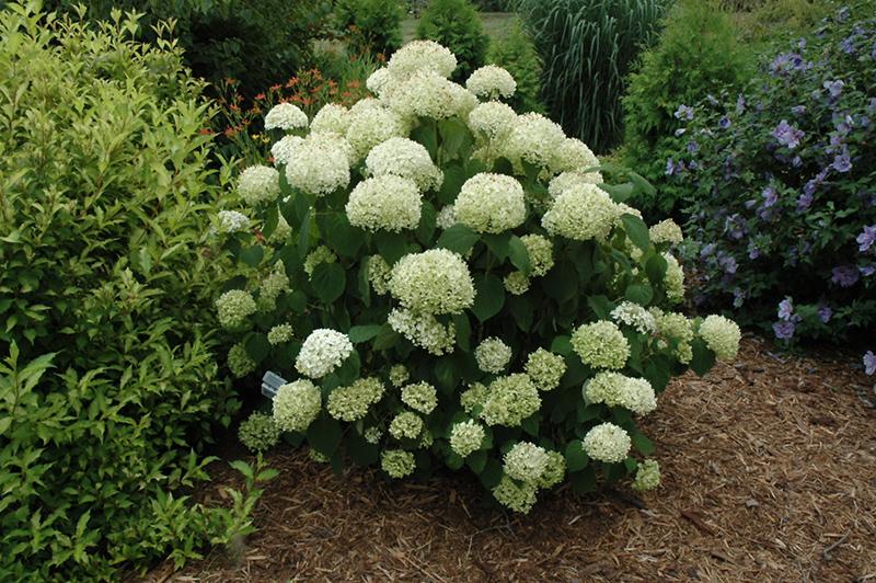 Hydrangea Arborescens 'incrediball' - View 19 from www redcrocus com