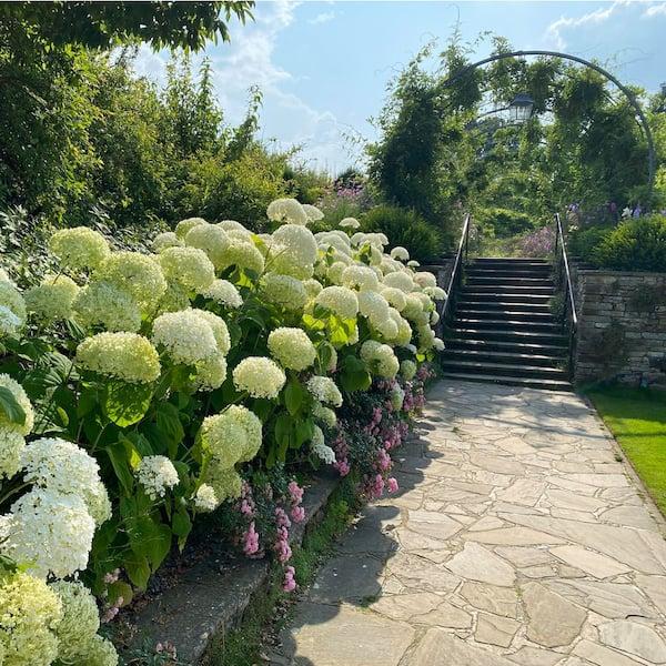 Hydrangea Arborescens 'incrediball' - View 20 from www redcrocus com