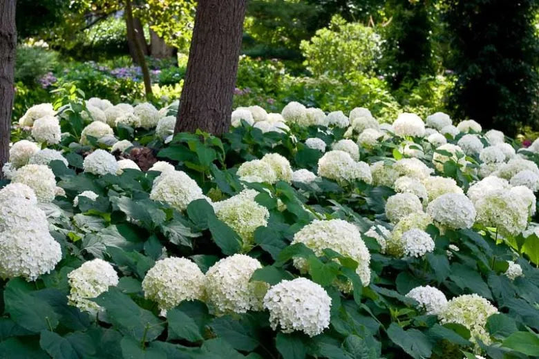 Hydrangea Arborescens 'incrediball' - View 21 from www redcrocus com