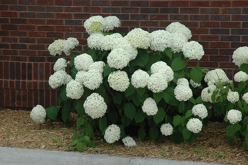 Hydrangea Arborescens 'incrediball' - View 22 from www redcrocus com