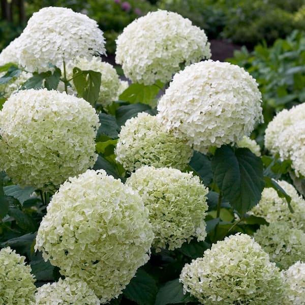 Hydrangea Arborescens 'incrediball' - View 23 from www redcrocus com