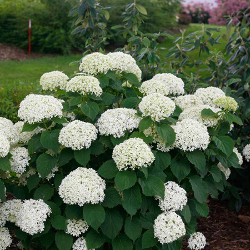 Hydrangea Arborescens 'incrediball' - View 24 from www redcrocus com