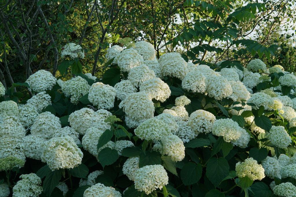 Hydrangea Arborescens 'incrediball' - View 25 from www redcrocus com