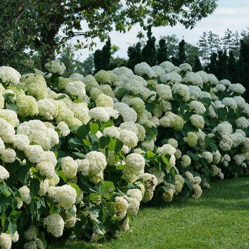 Hydrangea Arborescens 'incrediball' - View 26 from www redcrocus com