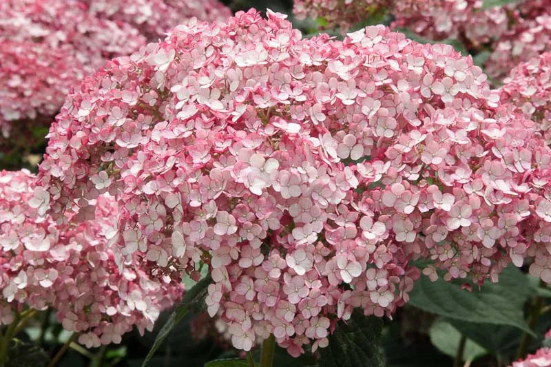 Hydrangea Arborescens 'incrediball' - View 28 from www redcrocus com