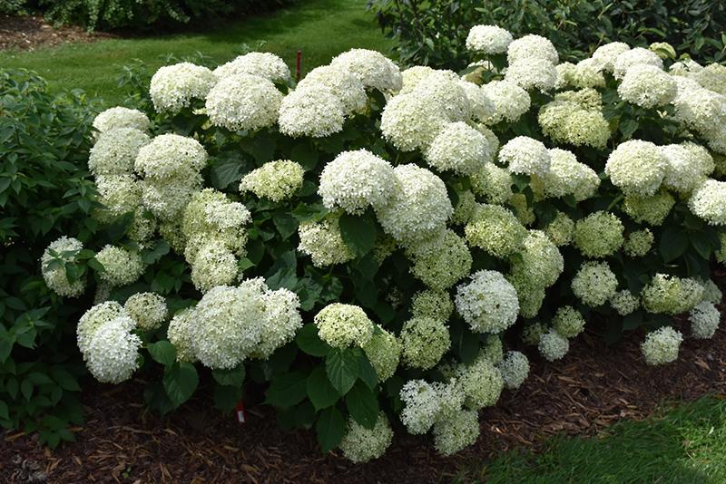 Hydrangea Arborescens 'incrediball' - View 29 from www redcrocus com