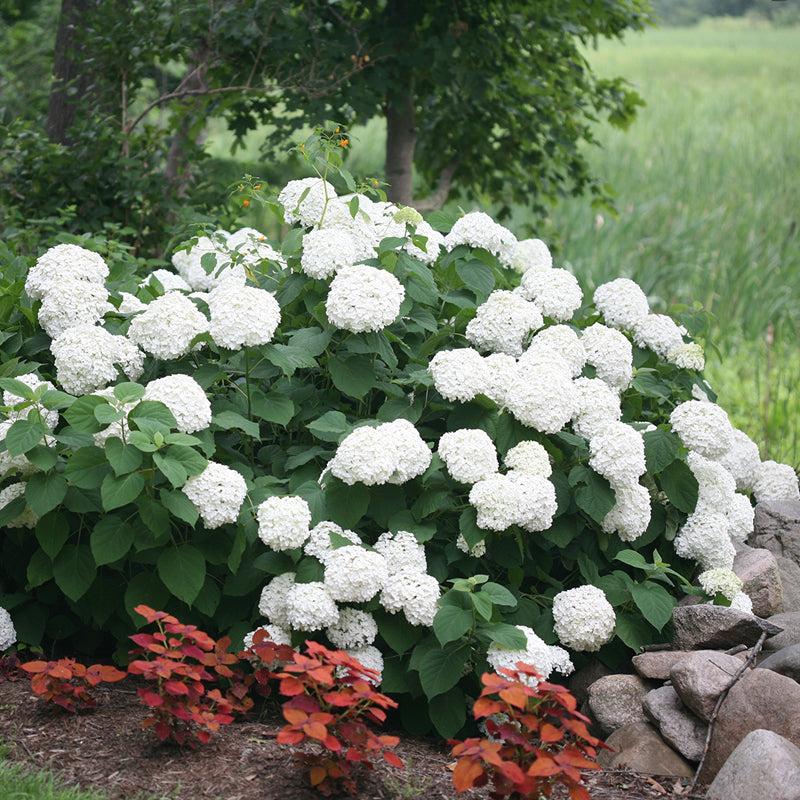 Hydrangea Arborescens 'incrediball' - View 30 from www redcrocus com