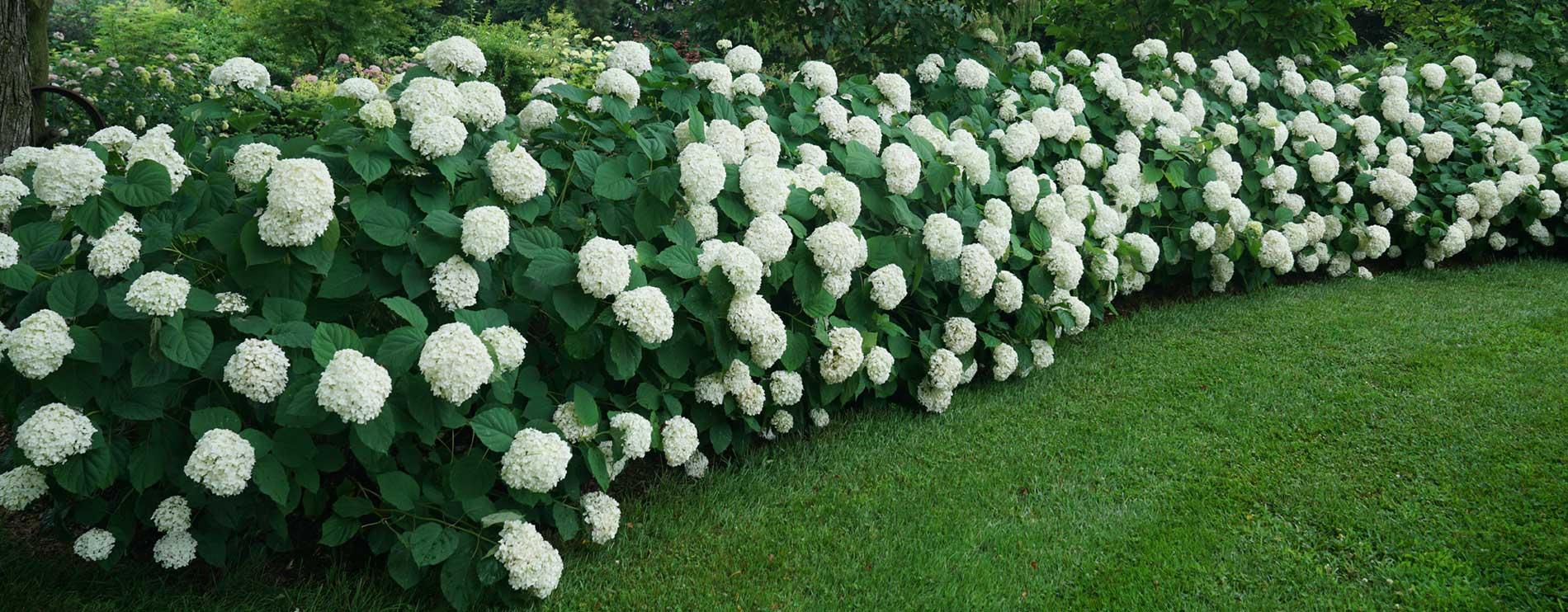 Hydrangea Arborescens 'incrediball' - View 32 from www redcrocus com