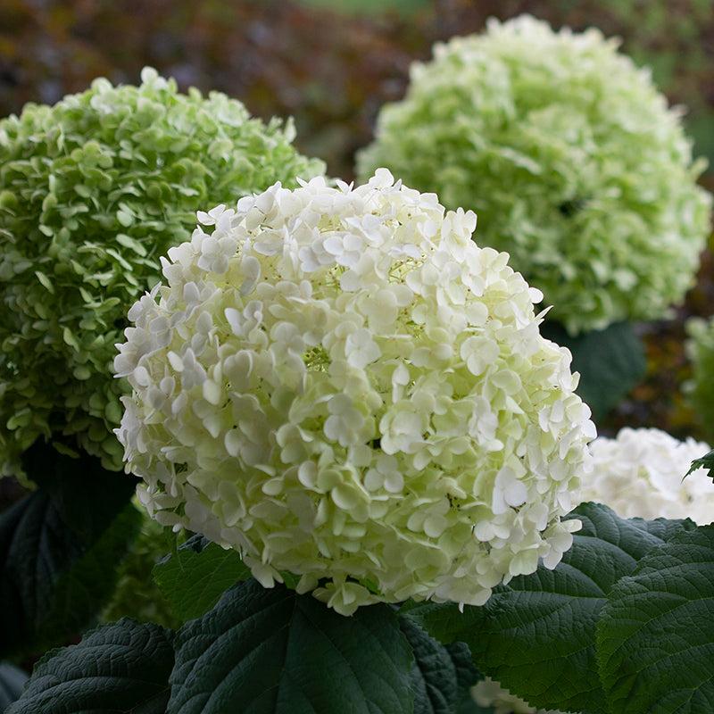 Hydrangea Arborescens 'incrediball' - View 35 from www redcrocus com