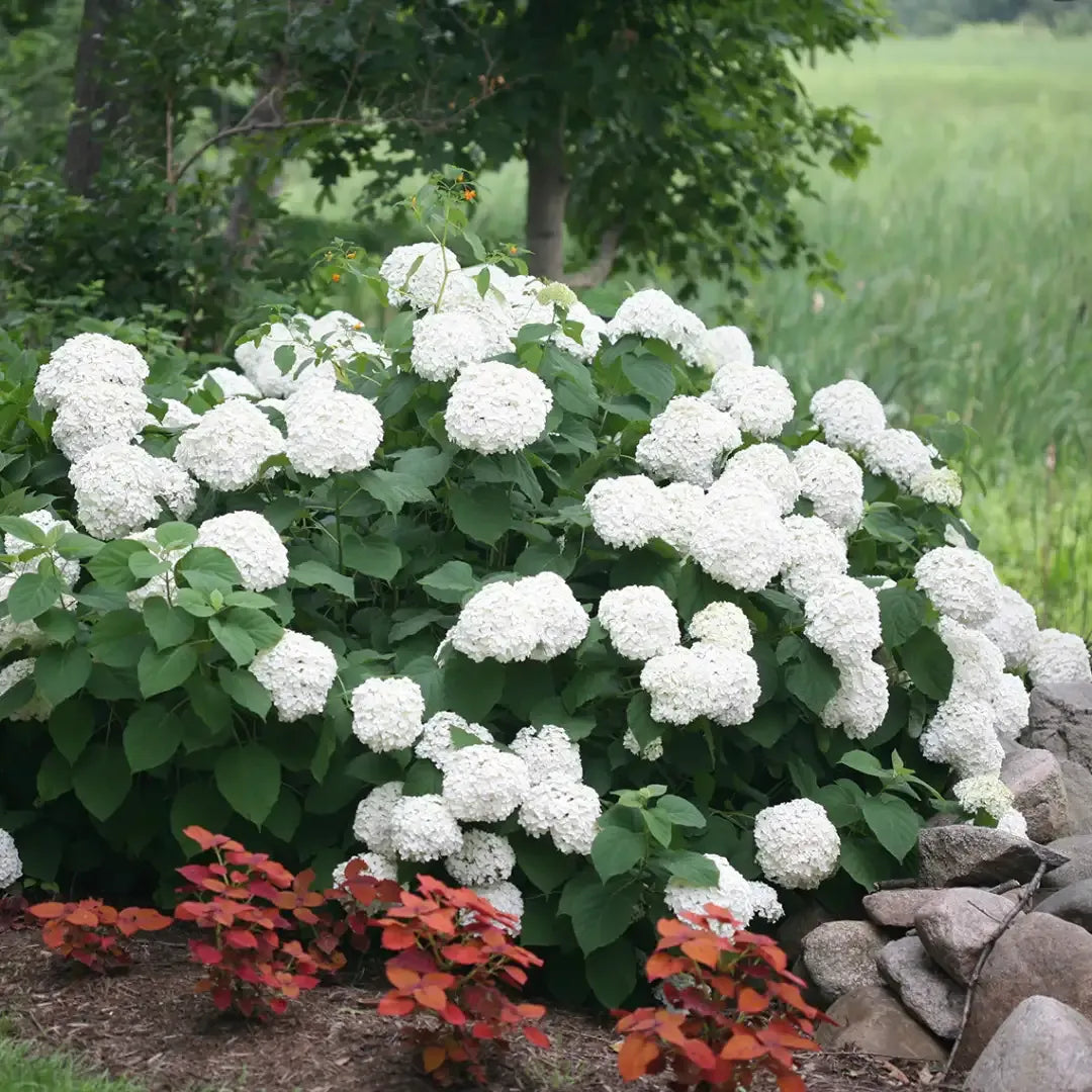 Hydrangea Arborescens 'incrediball' - View 38 from www redcrocus com