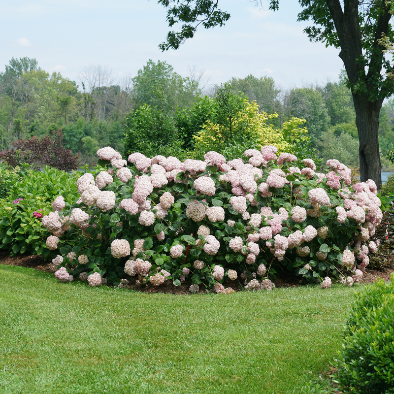 Hydrangea Arborescens 'incrediball' - View 39 from www redcrocus com