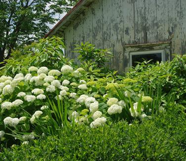 Hydrangea Arborescens 'incrediball' - View 40 from www redcrocus com