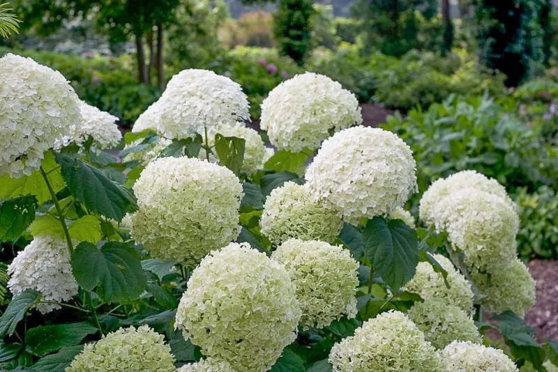 Hydrangea Arborescens 'incrediball' - View 5 from www redcrocus com