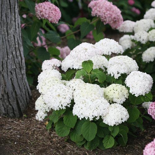 Hydrangea Arborescens 'incrediball' - View 6 from www redcrocus com