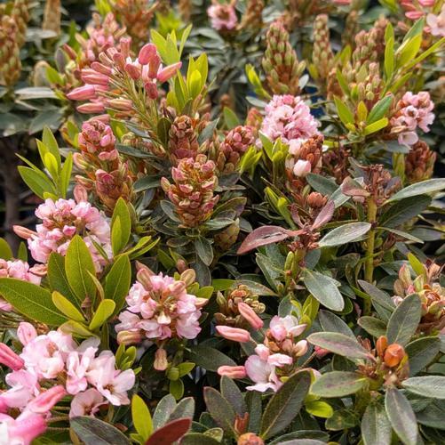 Rhododendron 'bloombux Blush' - View 15 from www redcrocus com