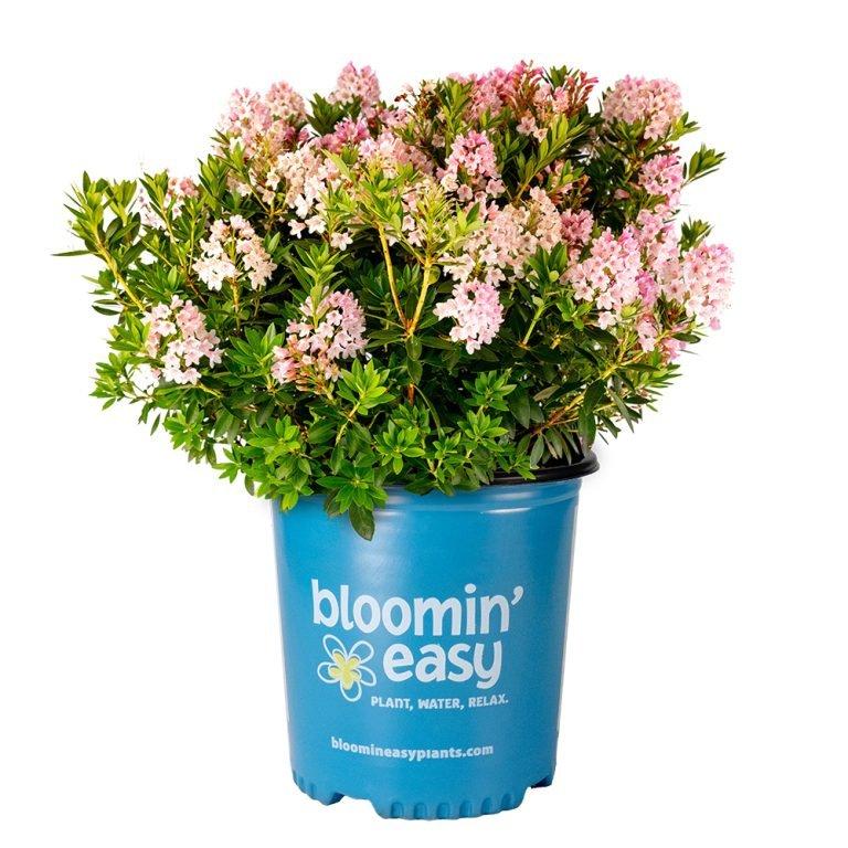 Rhododendron 'bloombux Blush' - View 18 from www redcrocus com