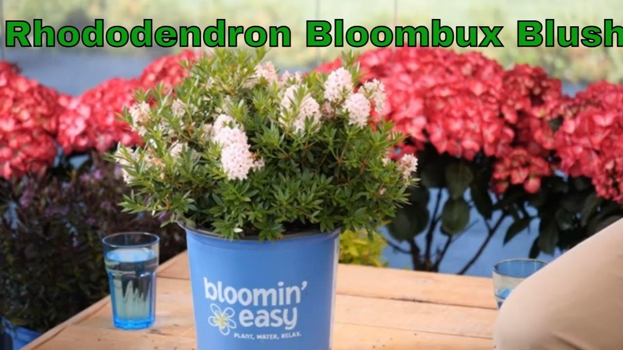 Rhododendron 'bloombux Blush' - View 19 from www redcrocus com